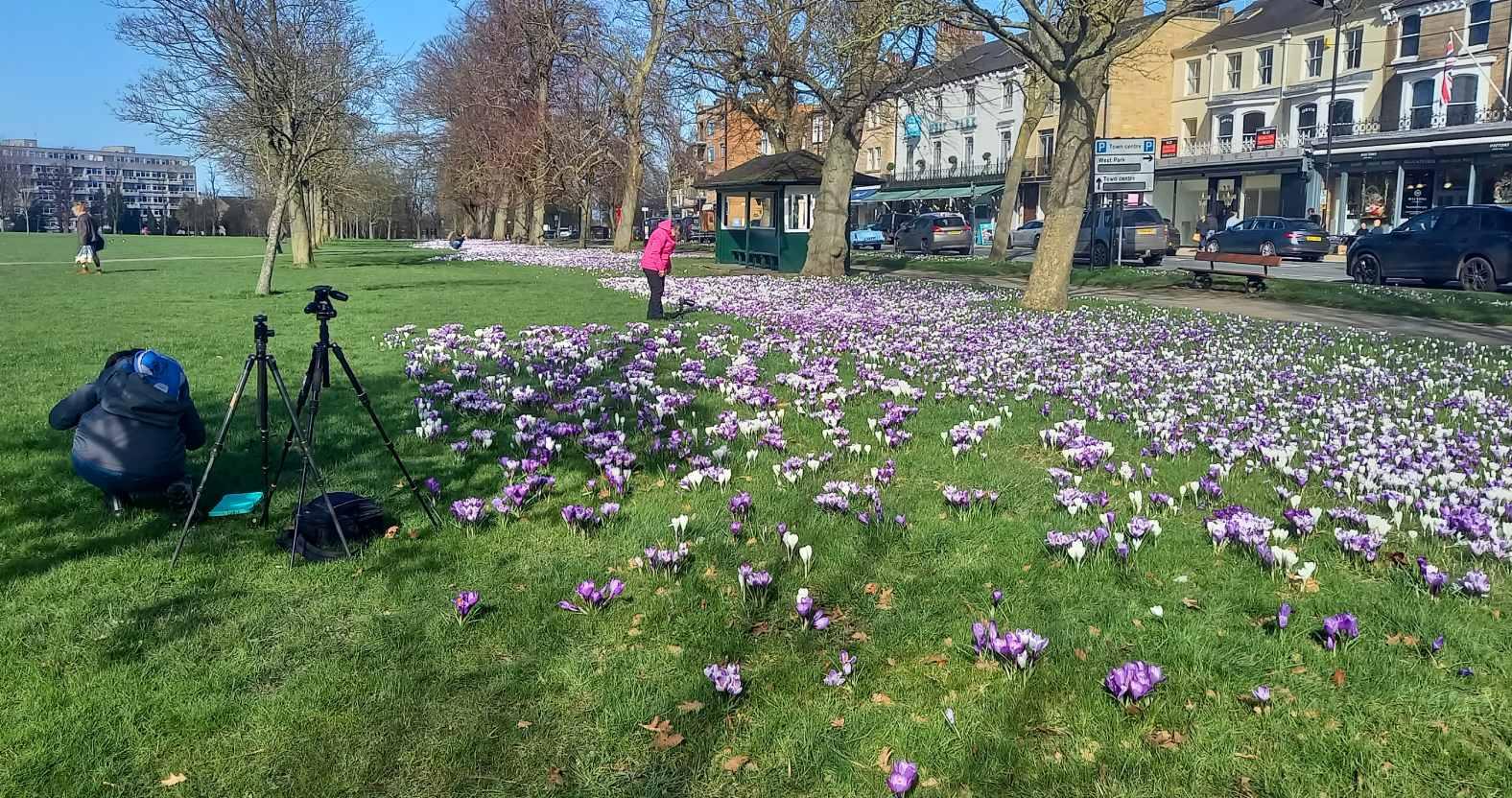 harrogate-crocuses-photography