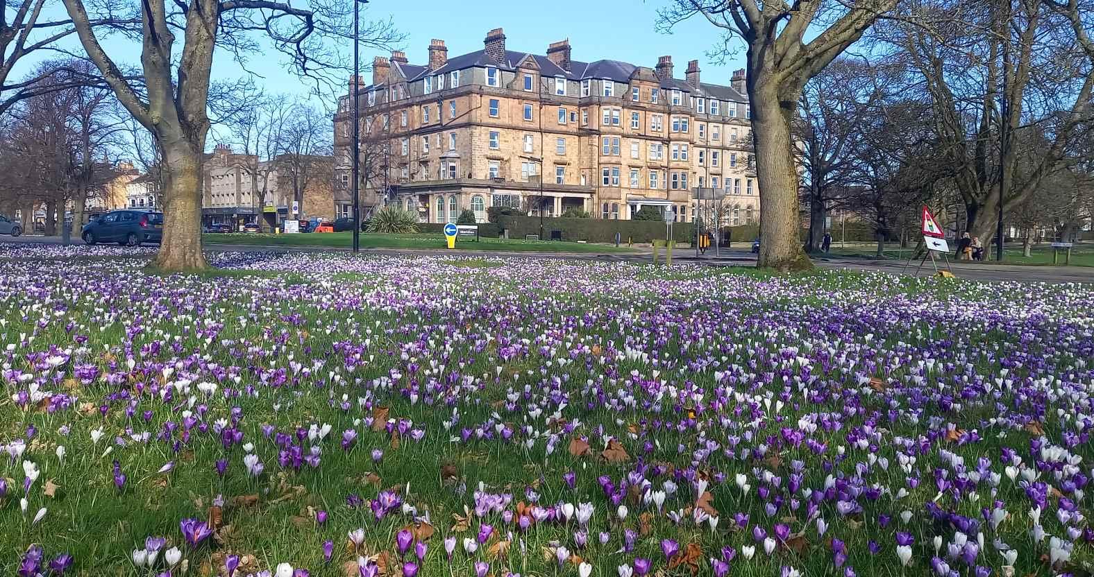 harrogate-crocuses-priceofwales