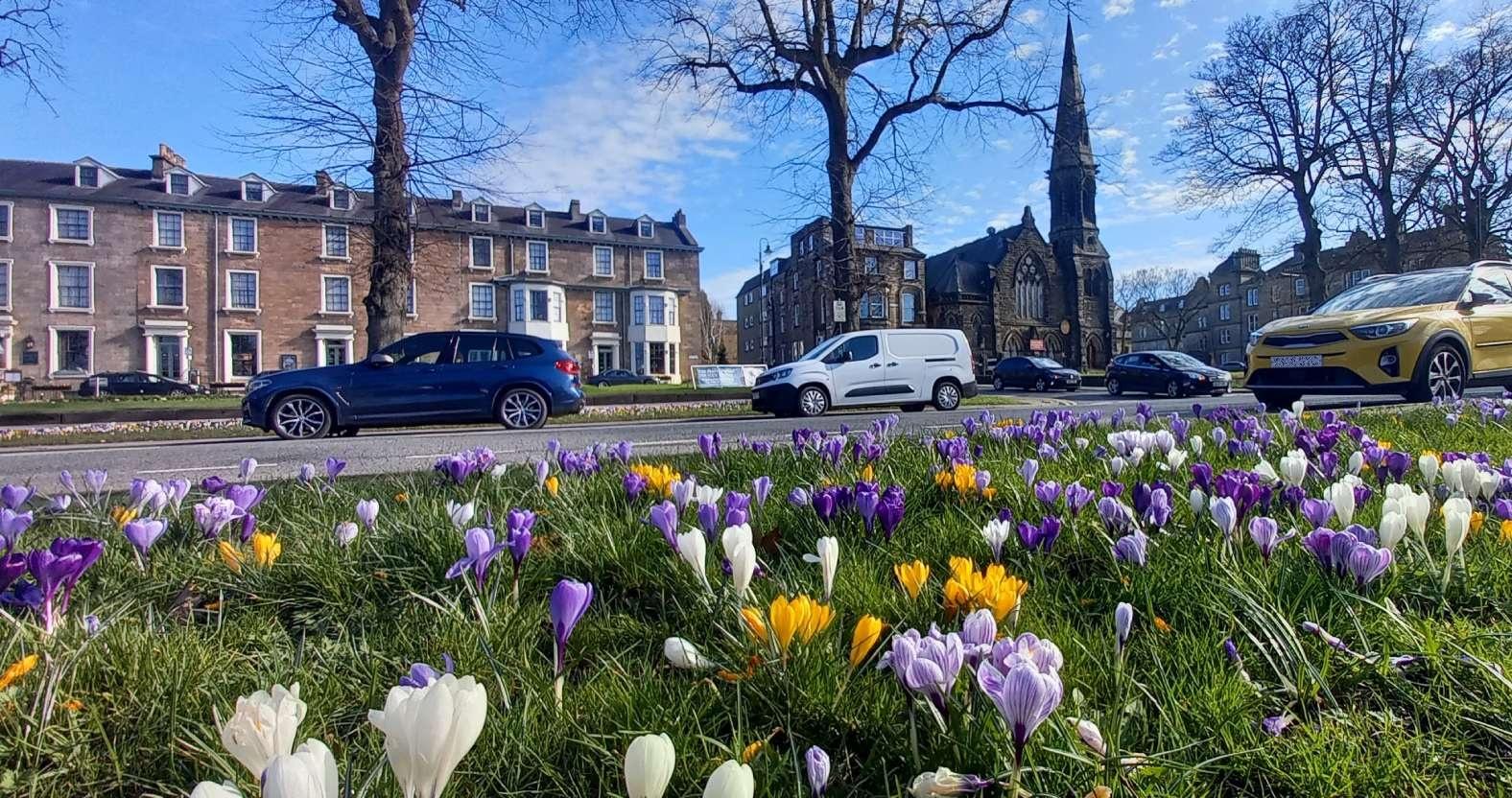 harrogate-crocuses-urchurch