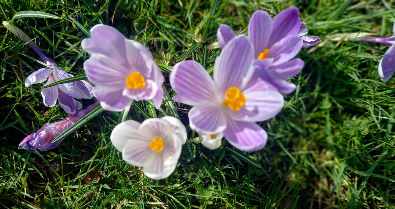 harrogate-crocuses-closeup1