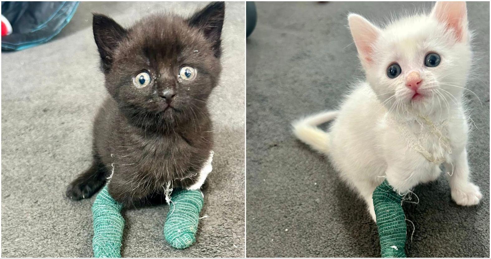 harrogatecatrescue-disabledkittens