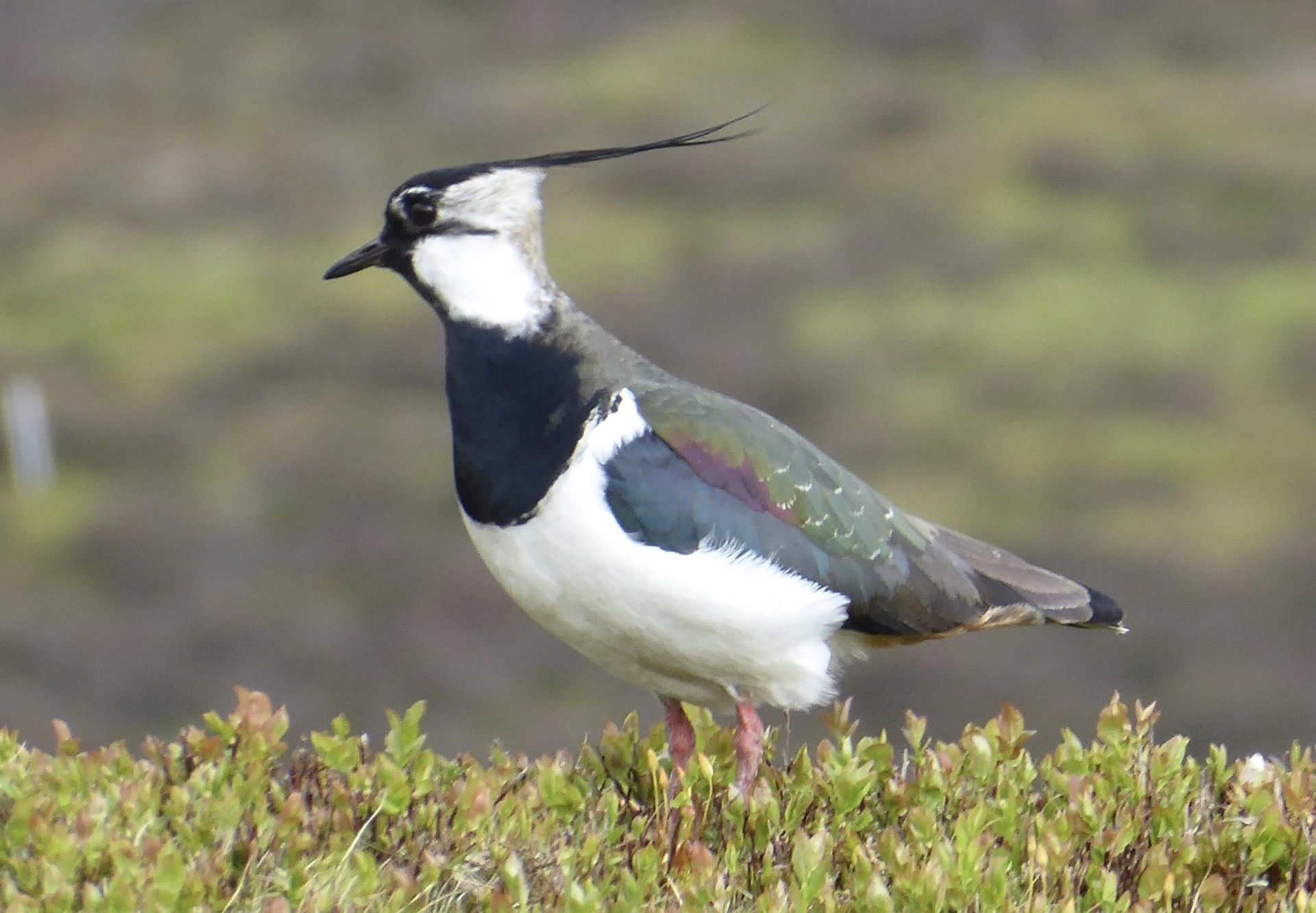 heathermiddleton-lapwing