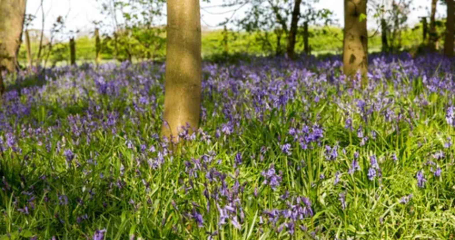 beningboroughhall-bluebells