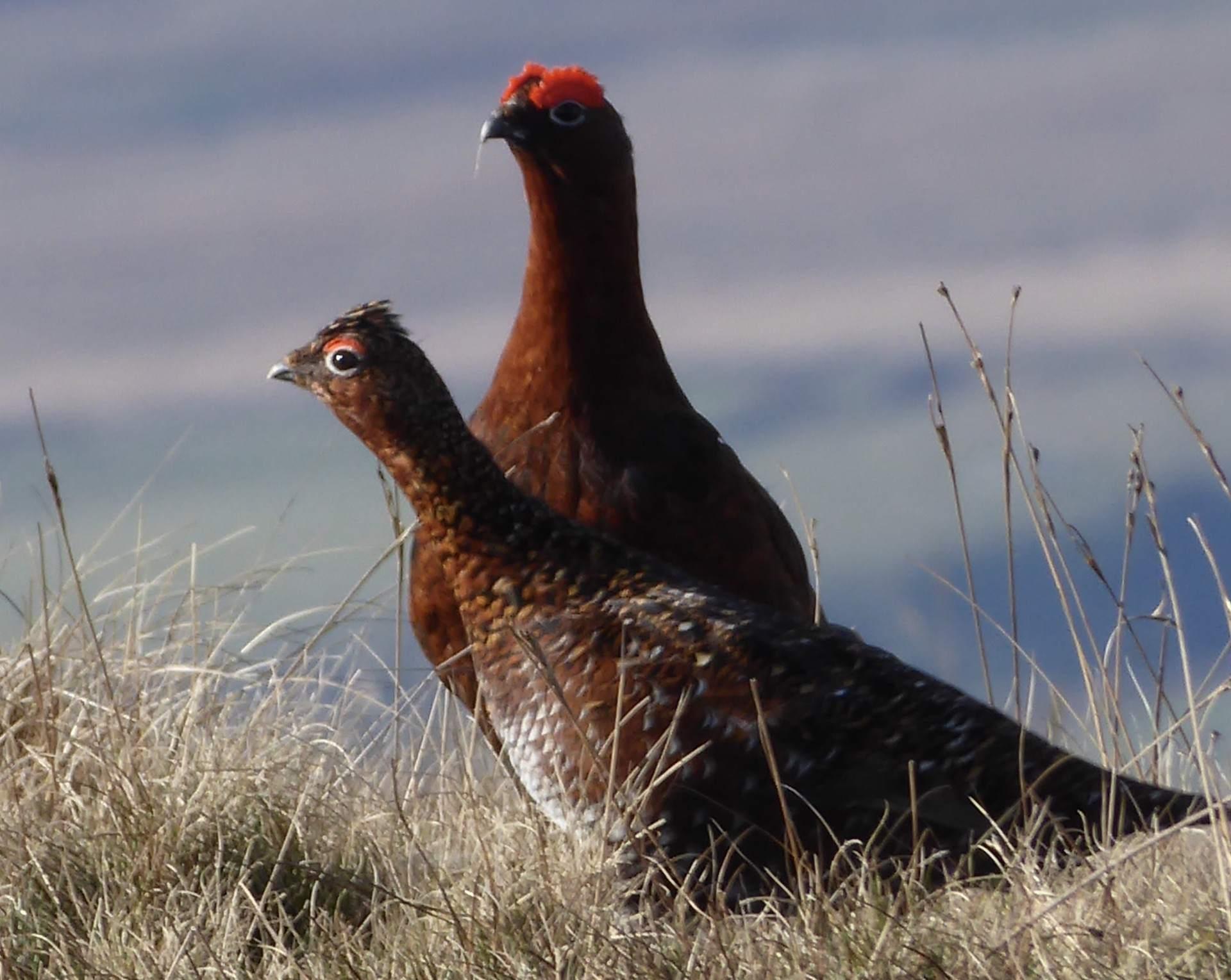 heathermiddleton-twogrouse