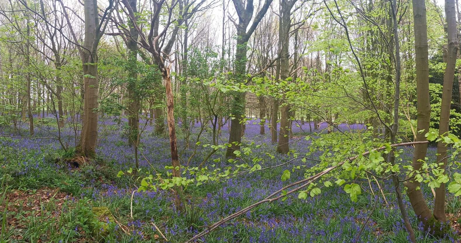 ripley-bluebells-greenbranch