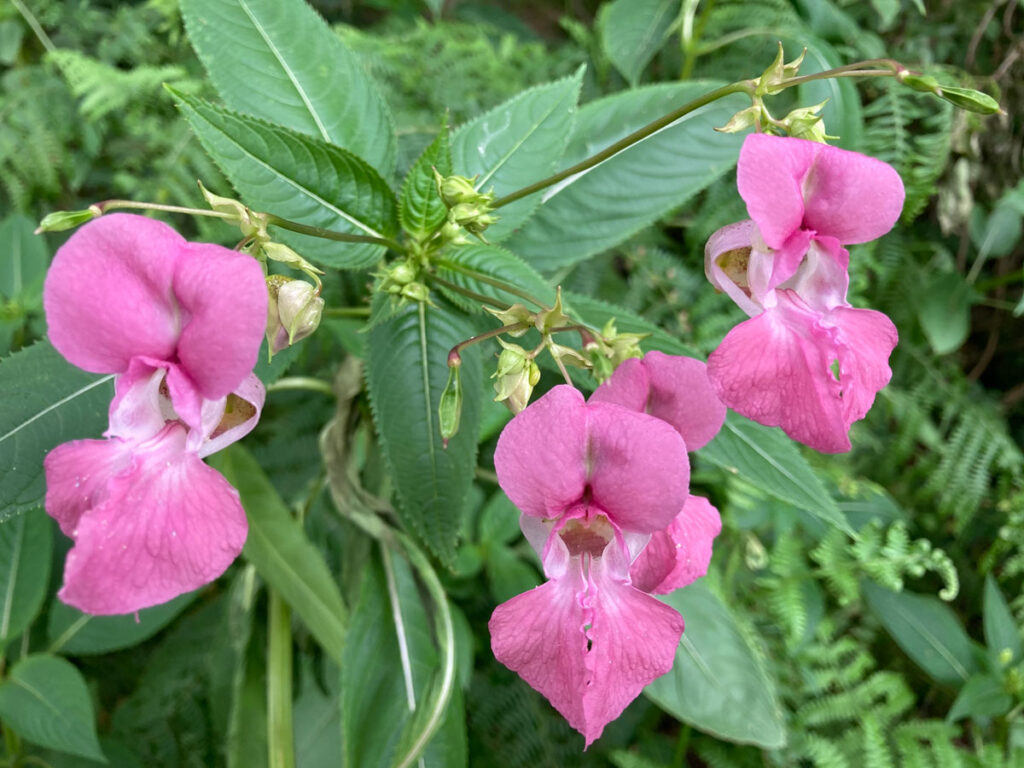Himalayan balsam is an invasive plant species.