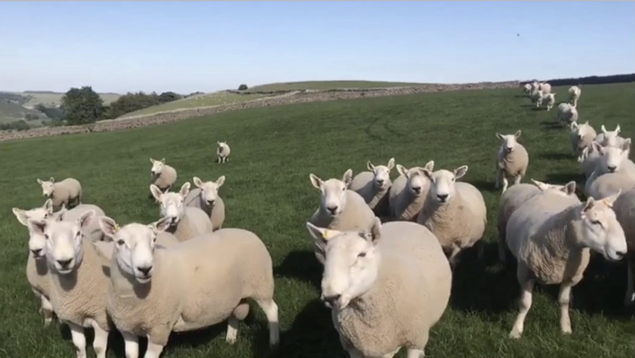 A field of sheep