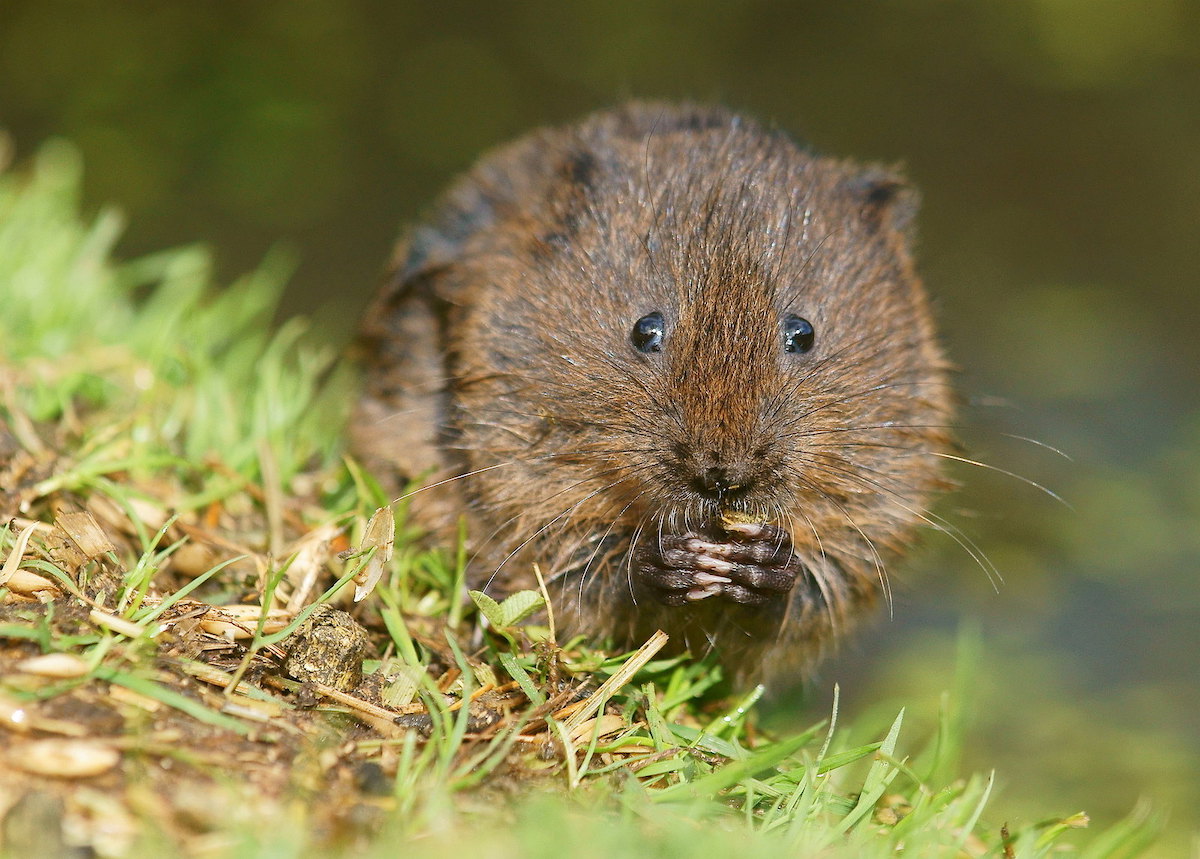Caption for water vole: Water Vole. Photo: Peter Trimming/Flickr