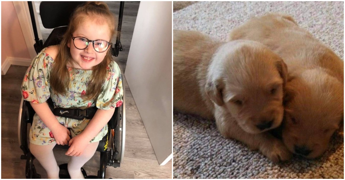 Puppy scammers target Harrogate mum and disabled daughter