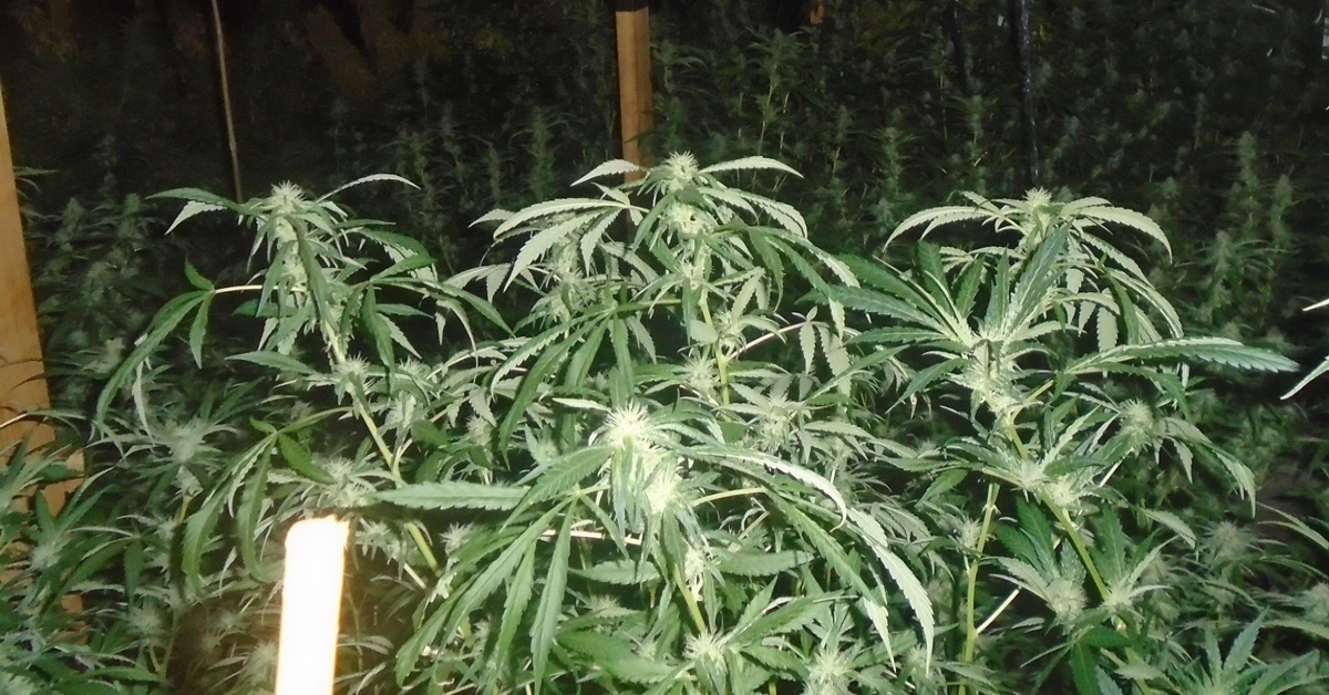 More cannabis farms have been found in Harrogate than any other area, a Freedom of Information request has revealed.