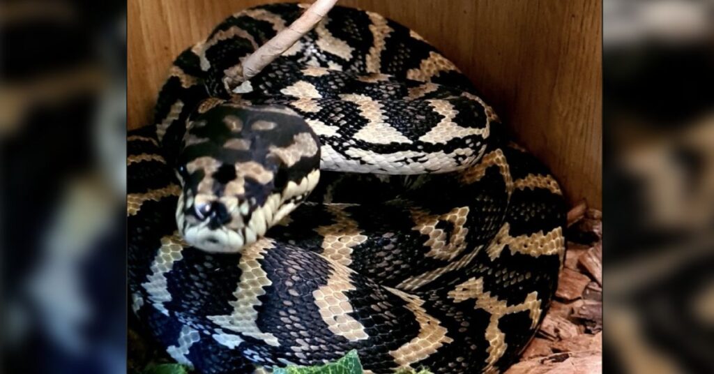 Snake from Knaresborough rescue