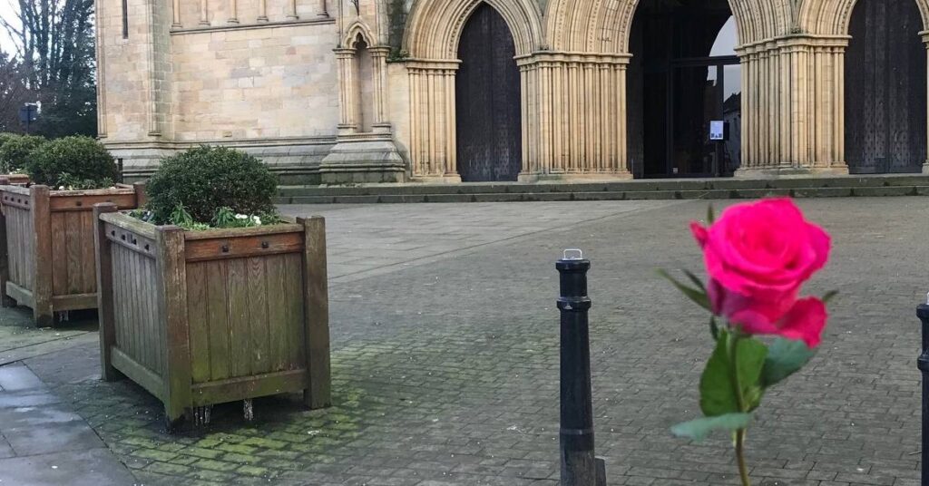 Photo of a Valentine's Day rose at Ripon Cathedral