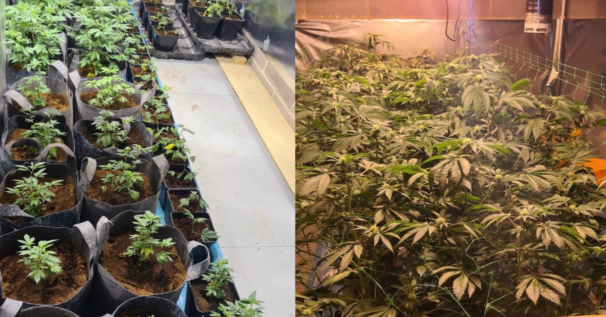 Pictures of some of the cannabis plants found by North Yorkshire Police. Picture: North Yorkshire Police