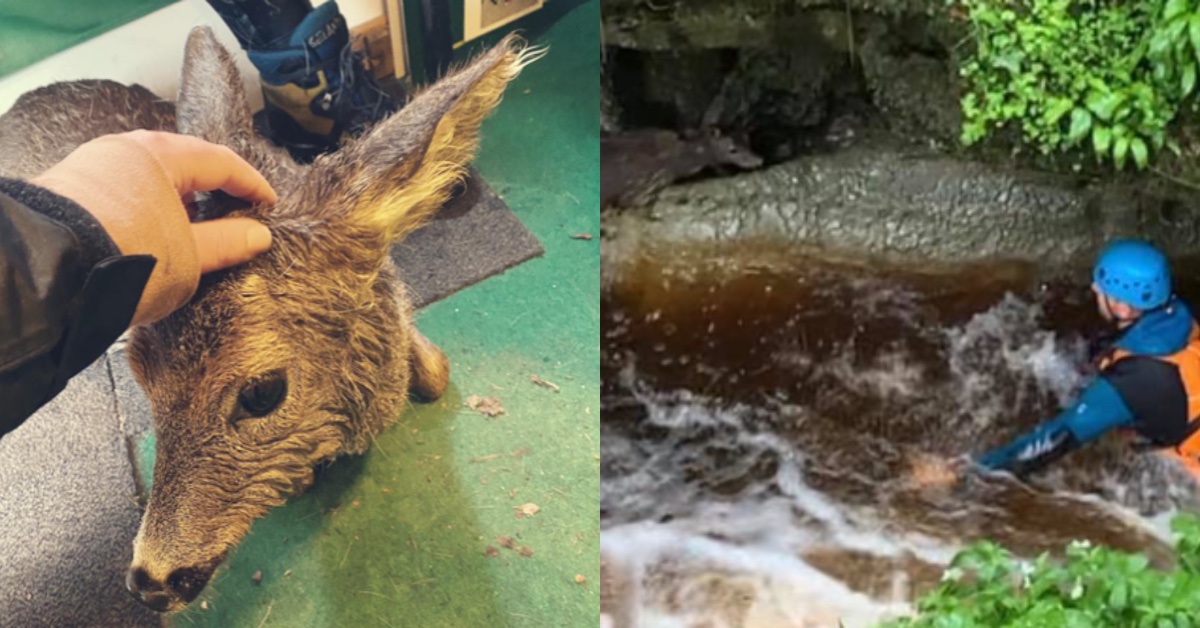 The rescued deer which had got trapped in the rising water at How Stean Gorge. Picture: North Yorkshire Weather Updates.