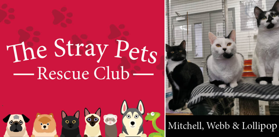 Stray Pets Rescue Club the dog, cats and rabbits hoping you'll be