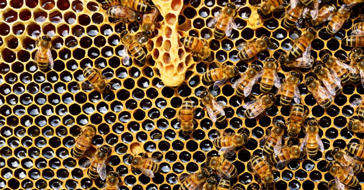 Photo of beehive