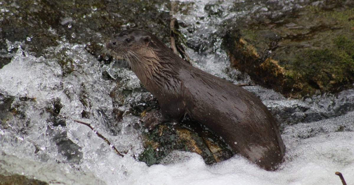WATCH: Elusive otter filmed on Ripon riverbank