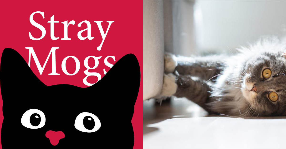 Stray Mogs: helping cats who scratch