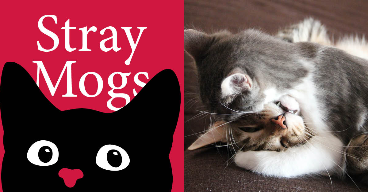 Stray Mogs: How well do my cats get on?