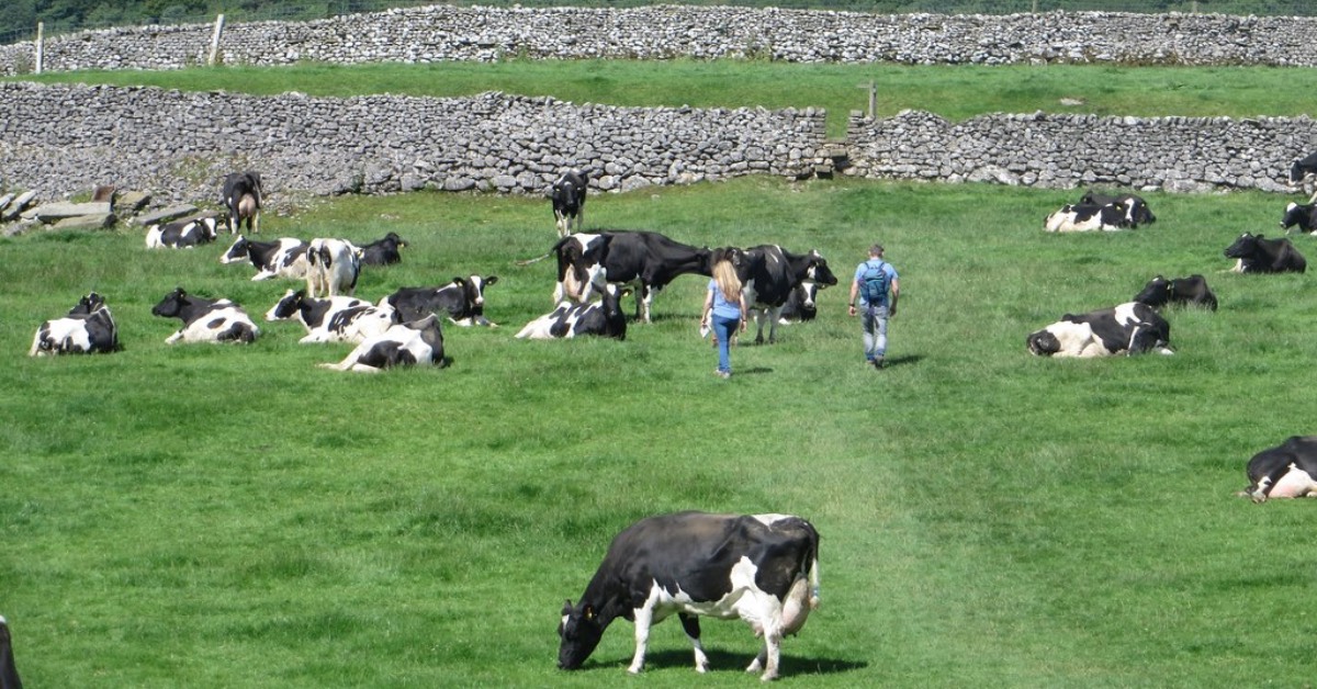 Ramblers urged to stay safe to avoid Harrogate district cow attacks