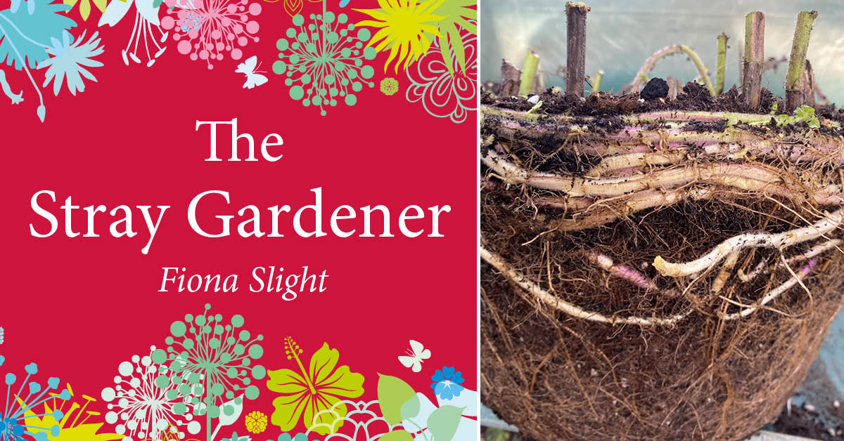 Stray Gardener: Getting to the root of it