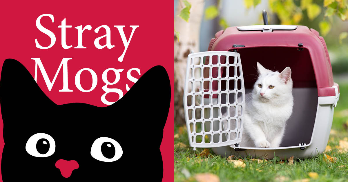 Stray Mogs: Cat carrier training