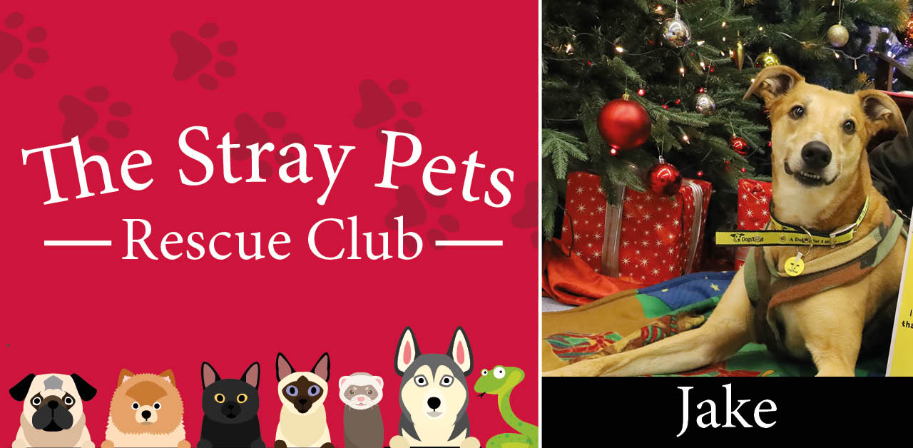 Stray Pets Rescue Club: could these adorable pooches find a home before Christmas?