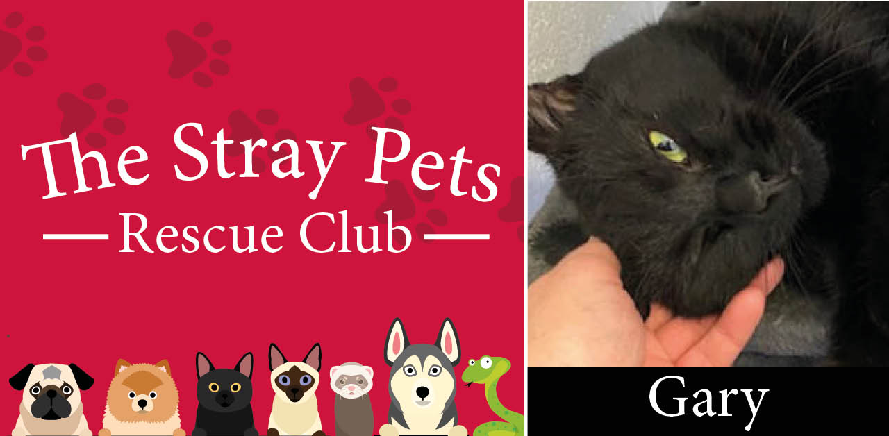 Stray Pets Rescue Club: Hovis, Bertie and Gary need your help