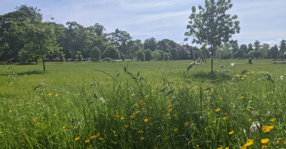 Photo of buttercups on a summer's day in a 'rewilded' part of West Park Stray.