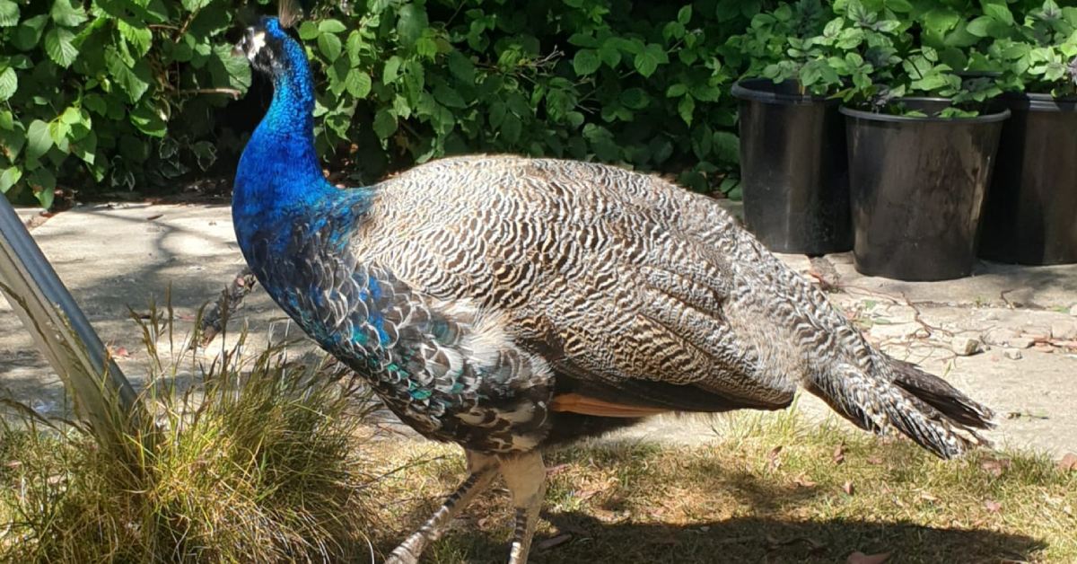 Killinghall peacock