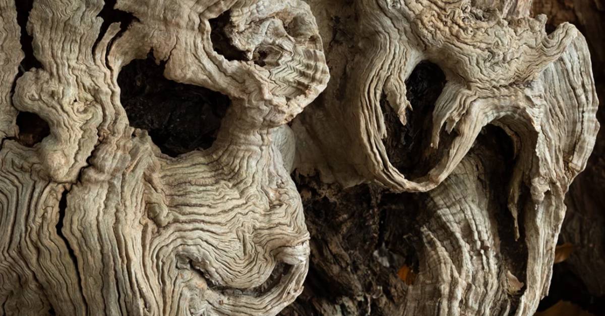 Faces in the bark
