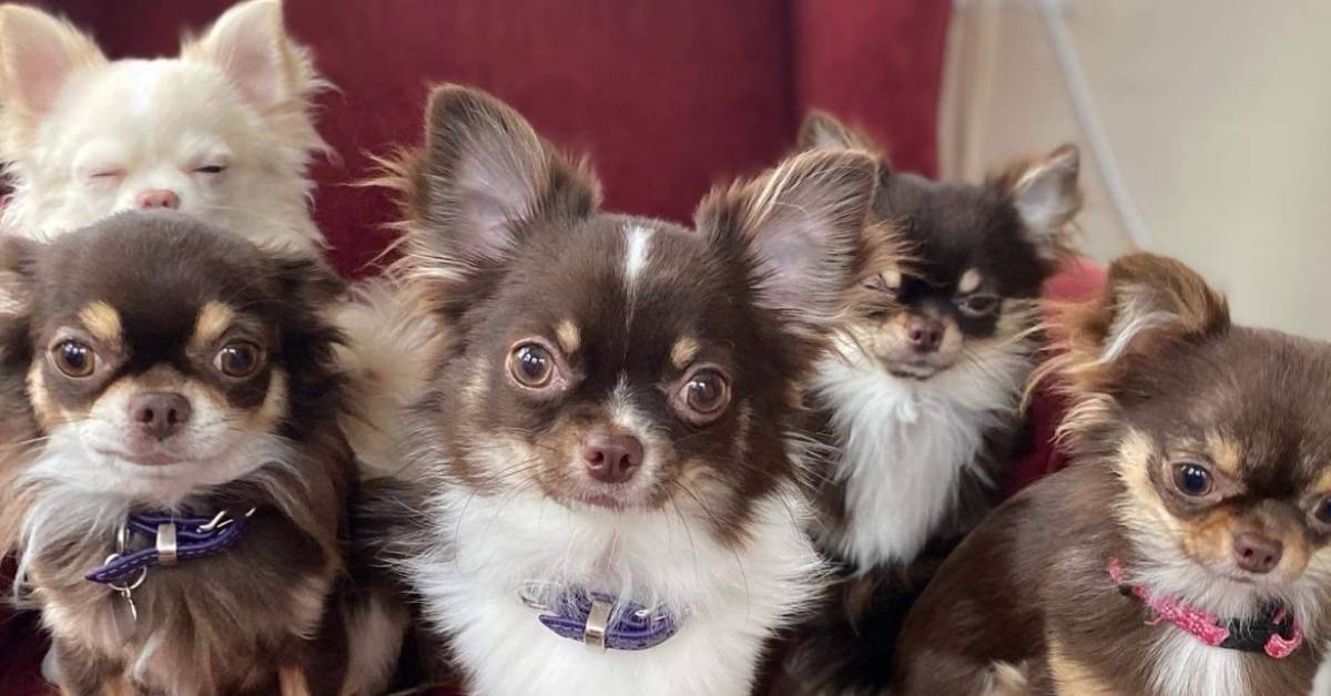 The quirky new Harrogate café where customers can cuddle chihuahuas
