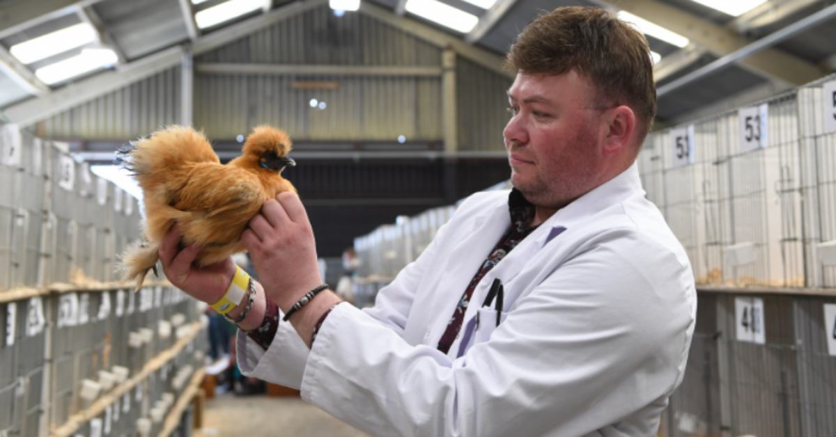 Great Yorkshire Show poultry