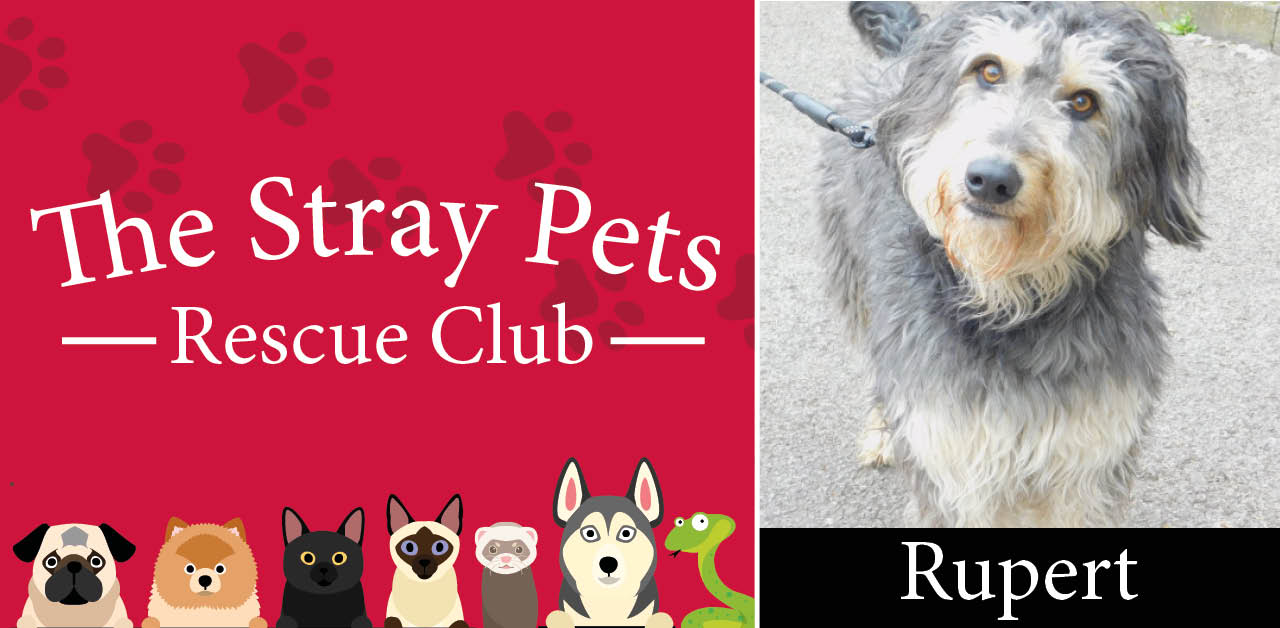 Stray Pets Rescue Club: Do you have space in your heart for Trix, Rupert or Dapple and Tricky?