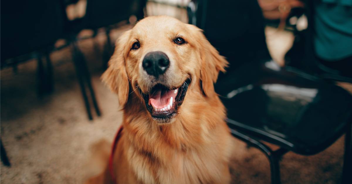 Head out for a walk then visit one of these four dog-friendly pubs in the Harrogate district