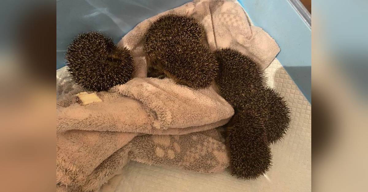 Six baby hedgehogs in Ripon rescued from bonfire at last minute