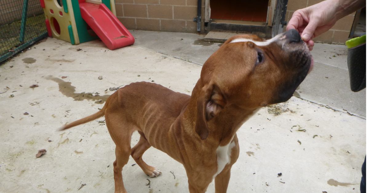 RSPCA malnourished dogs Nelson brothers
