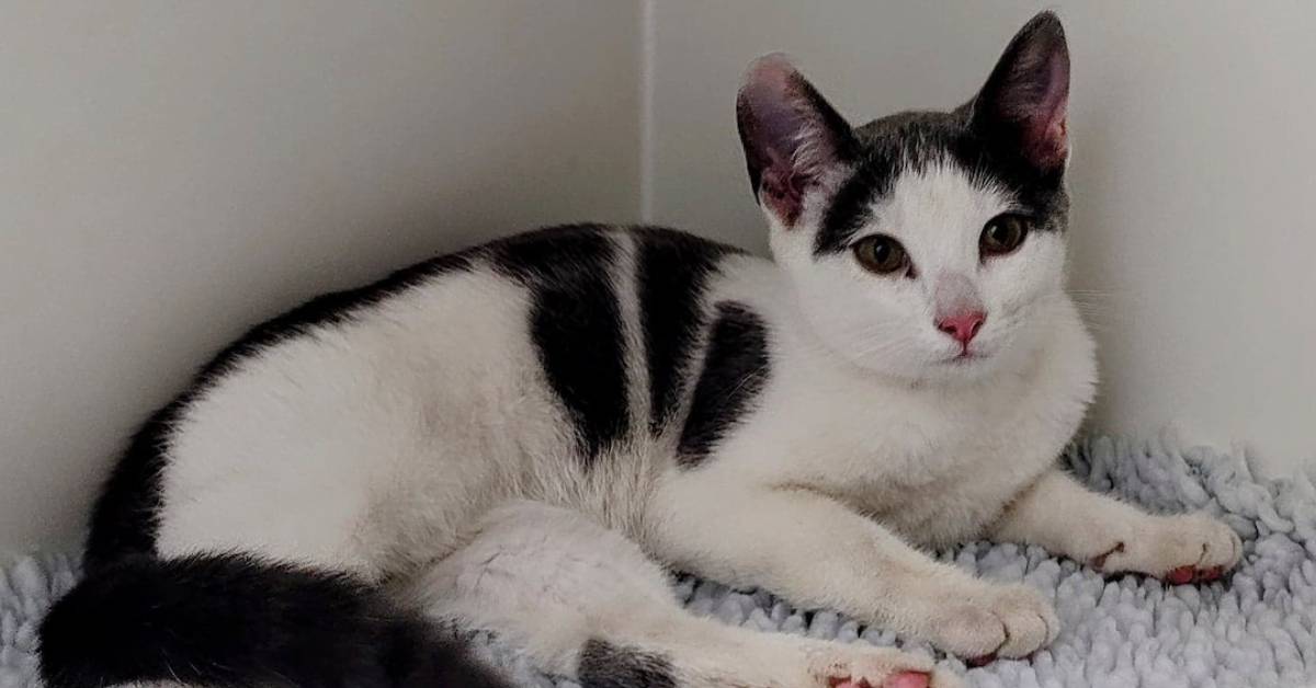 Missing cat from Lancashire found in Harrogate