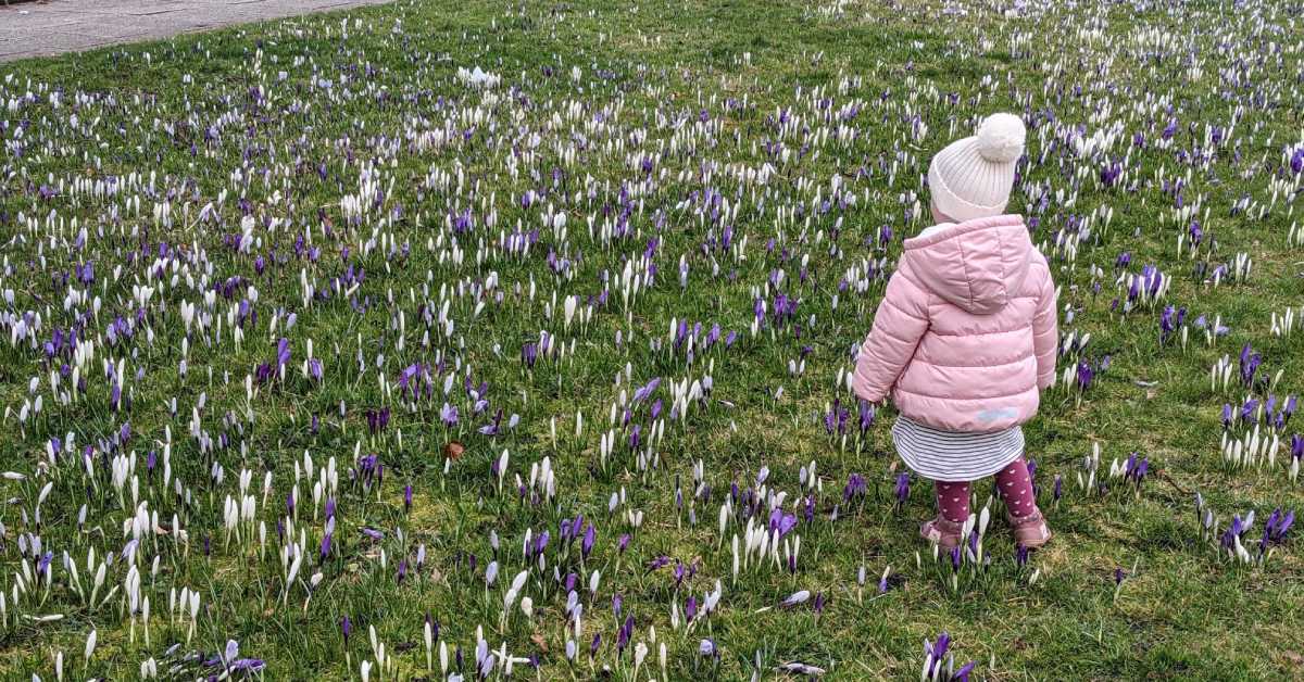 Emma, aged almost 2, explores the crocuses on West Park Stray, Harrogate