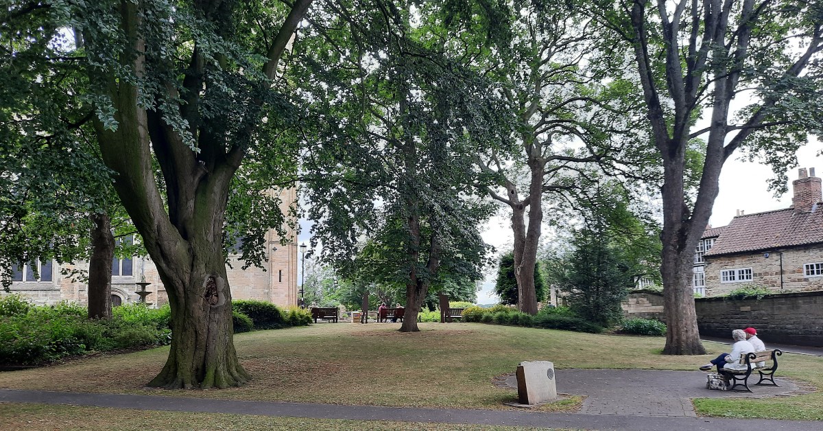 The beech tree (near left) next to Ripon Cathedral.