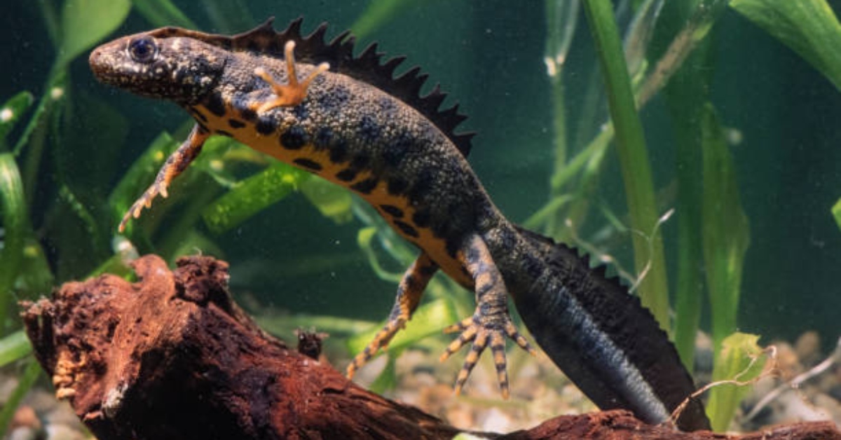 Photo of a great crested newt.