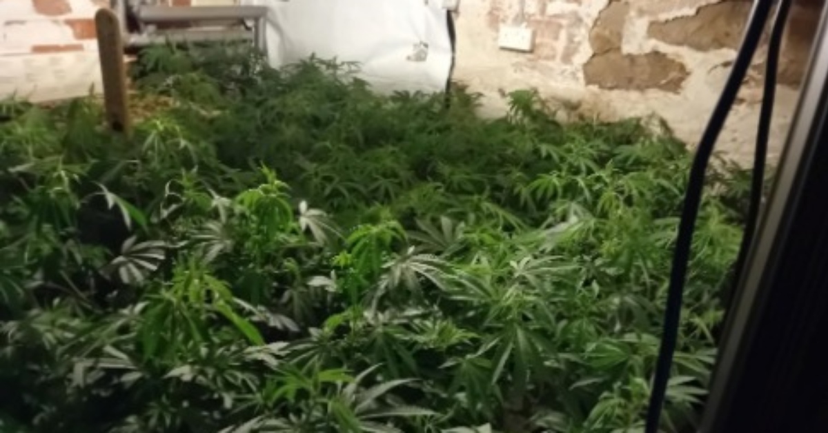 Cannabis farm found in Harrogate