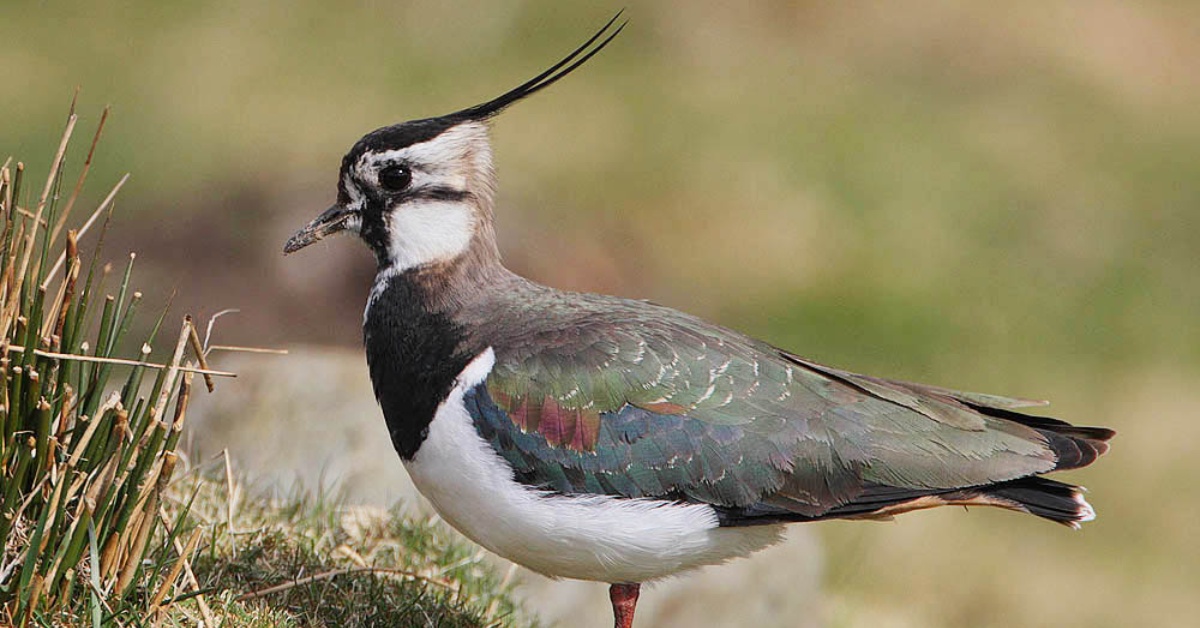 Photo of a lapwing (Vanellus vanellus), showing its iridescent plumage and long crest.