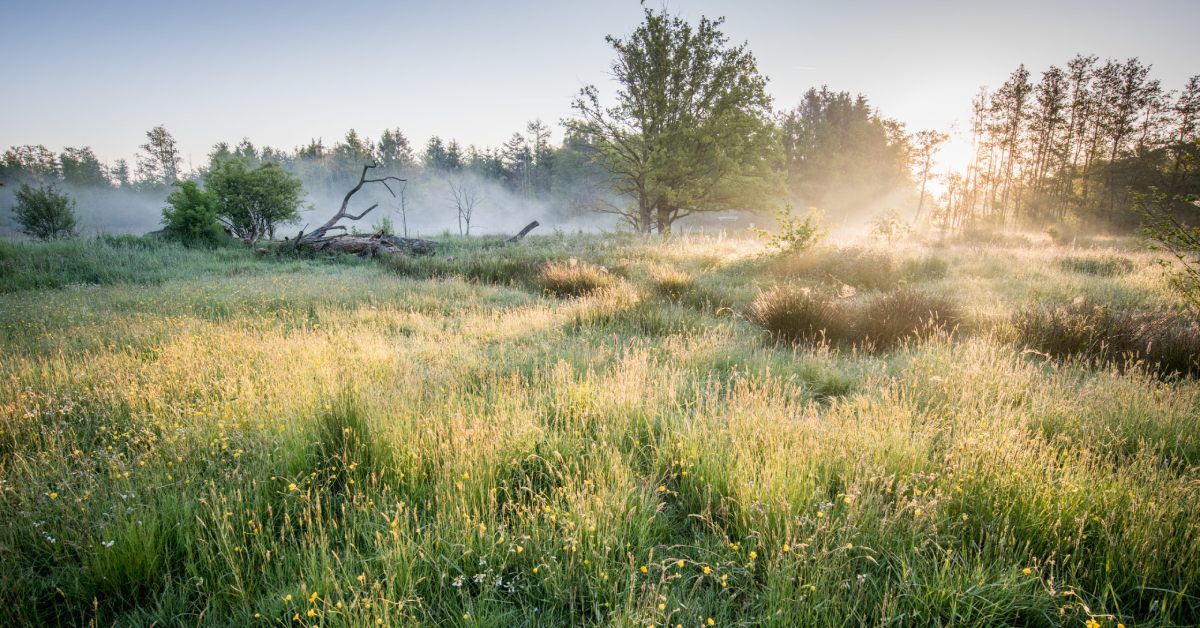 Photo of the early morning mist rising from the rewilded landscape of Grote Netewoud in Belgium.