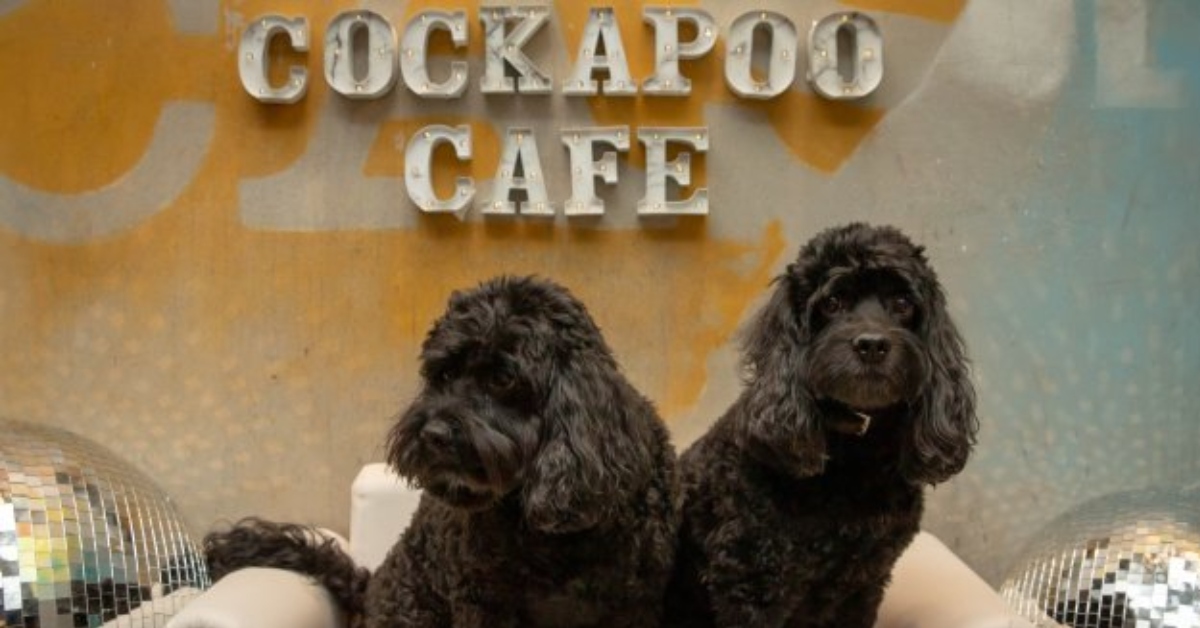 Pop-up dog cafés coming to Harrogate next month