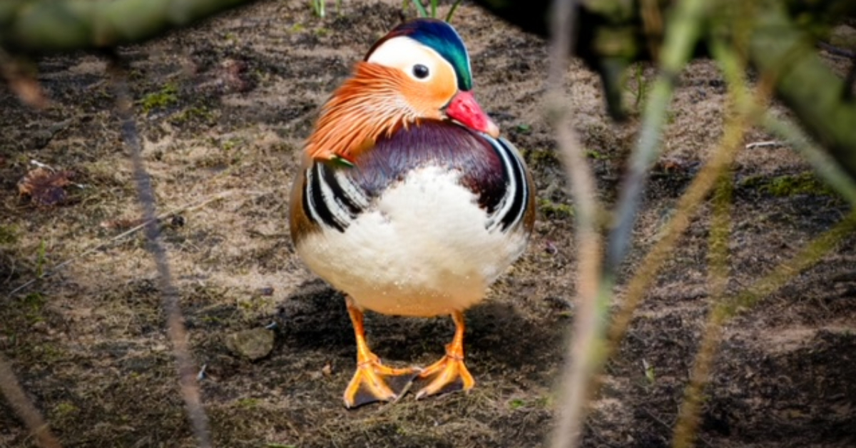 Reader’s photo: Mandarin duck on River Nidd