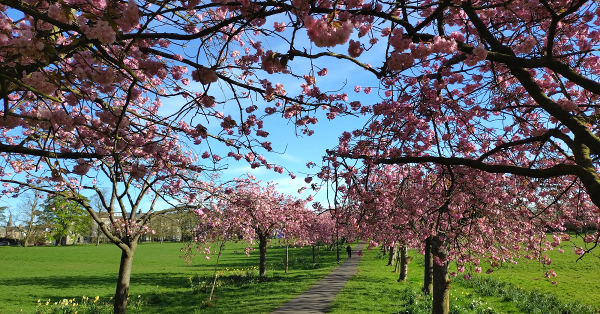 The cherry blossom is in full bloom on the Stray, Harrogate
