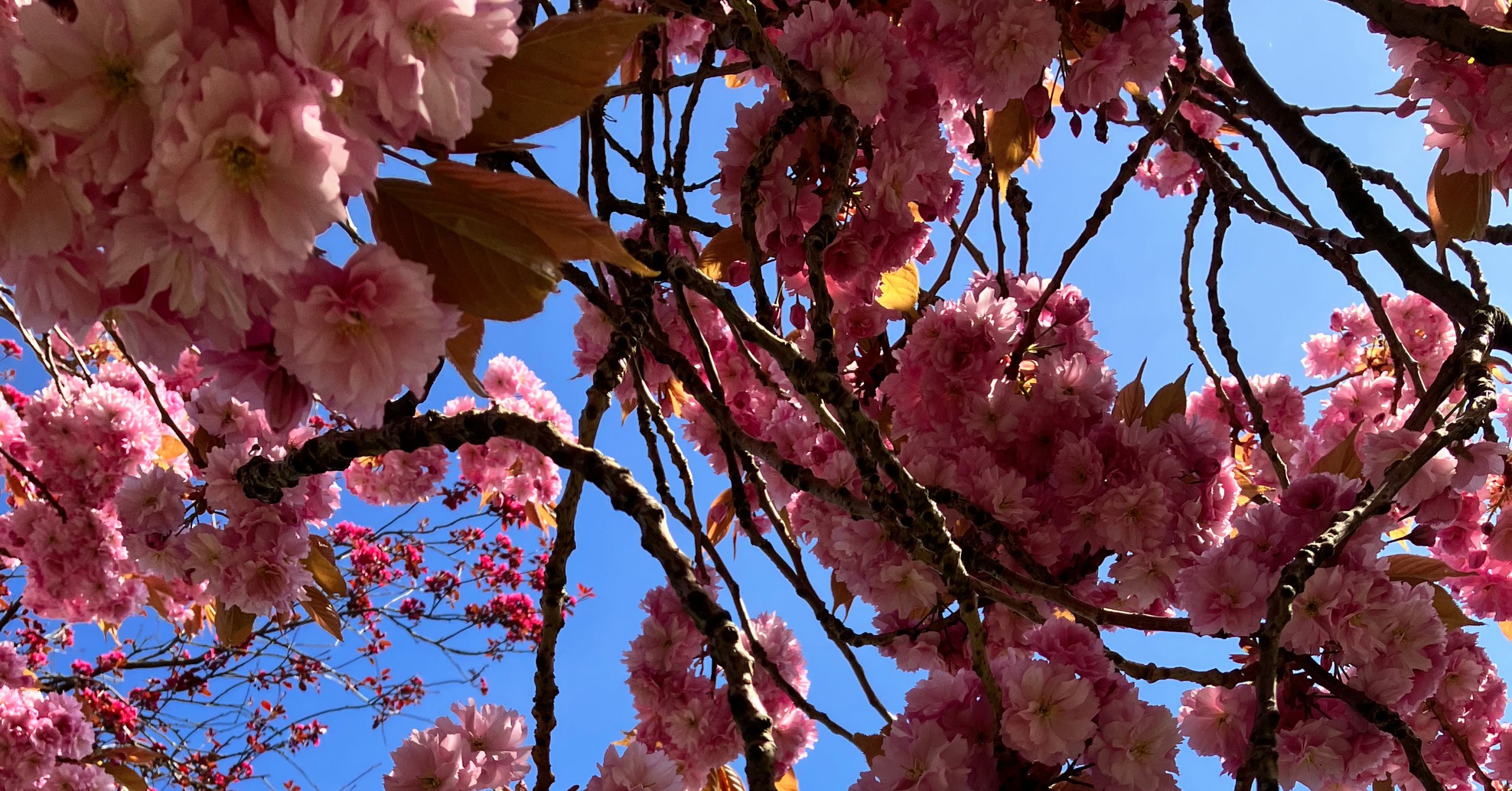 Gallery: photos of the Stray’s cherry blossom from our readers